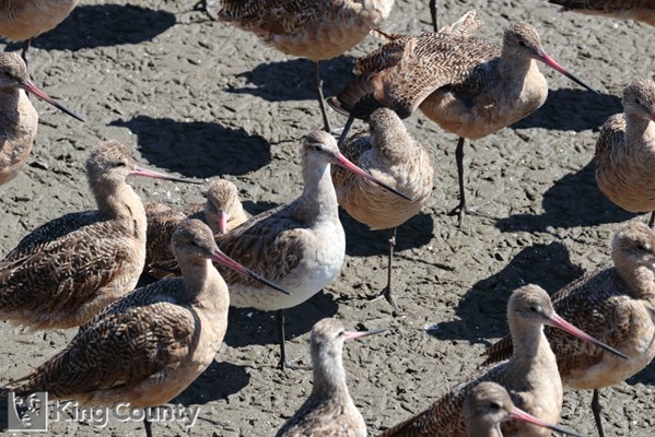 Photo of Limosa lapponica